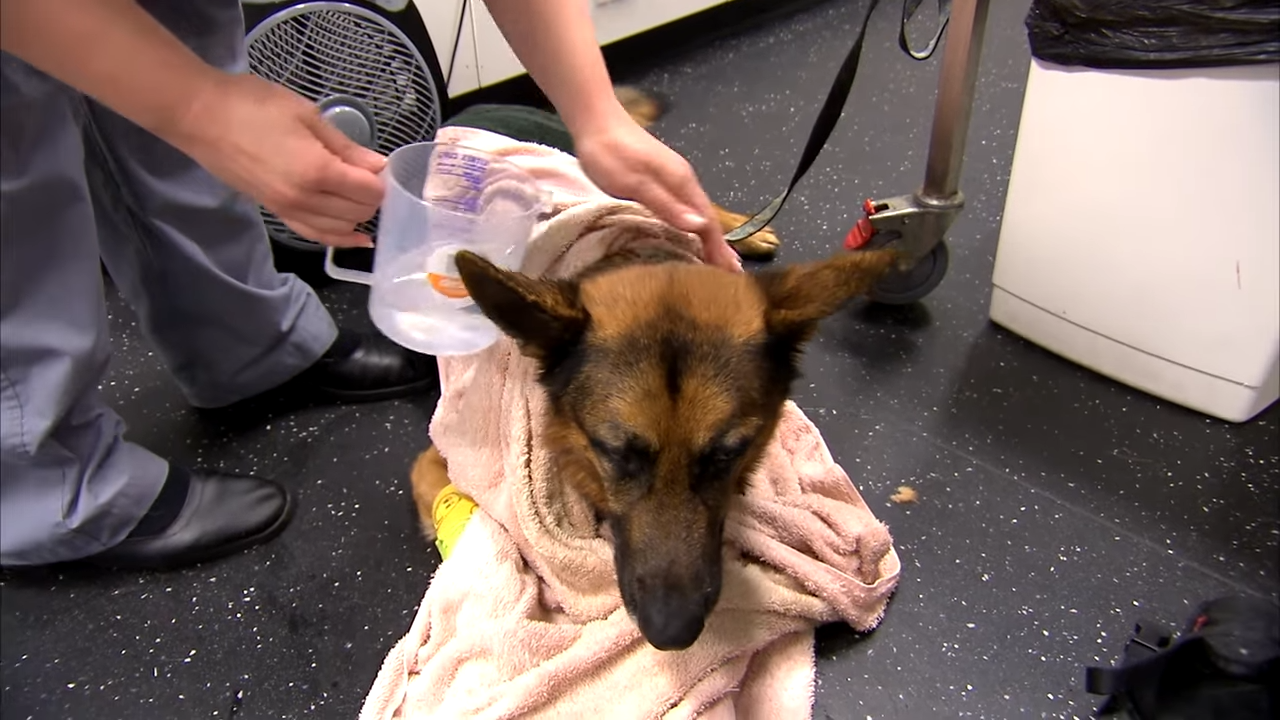 What happens inside an emergency vet visit after a terrifying dog attack