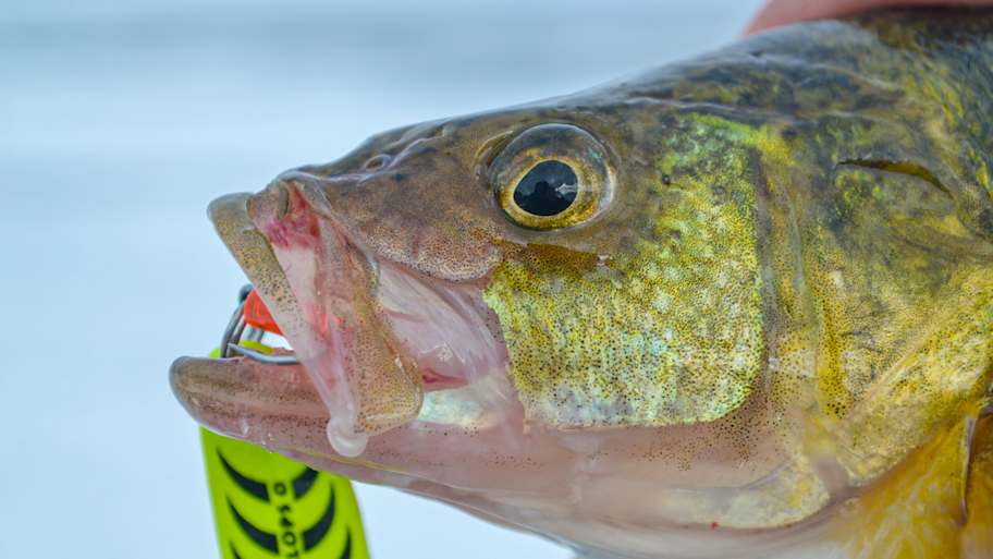 The muddy midwinter perch pattern most ice anglers miss