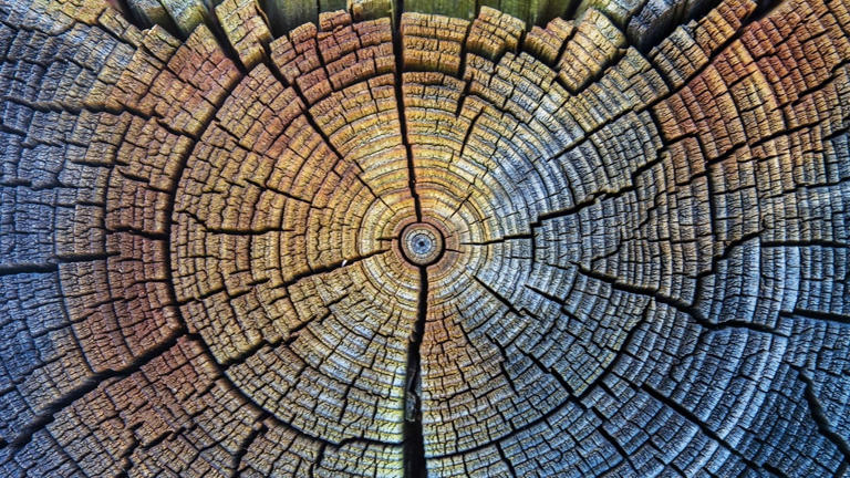 Tree rings hide ancient record of solar storms better than any modern tech