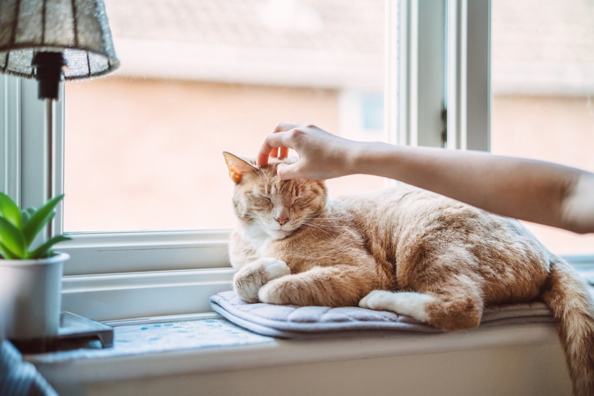 Fresh Look at 6 Best Cat Breeds For First Time Owners According To