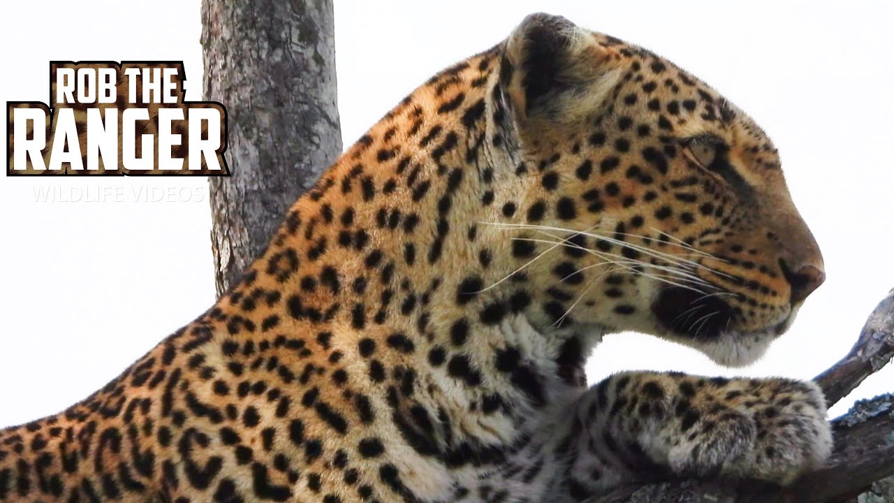 Beautiful leopard climbs tall tree to escape approaching threat