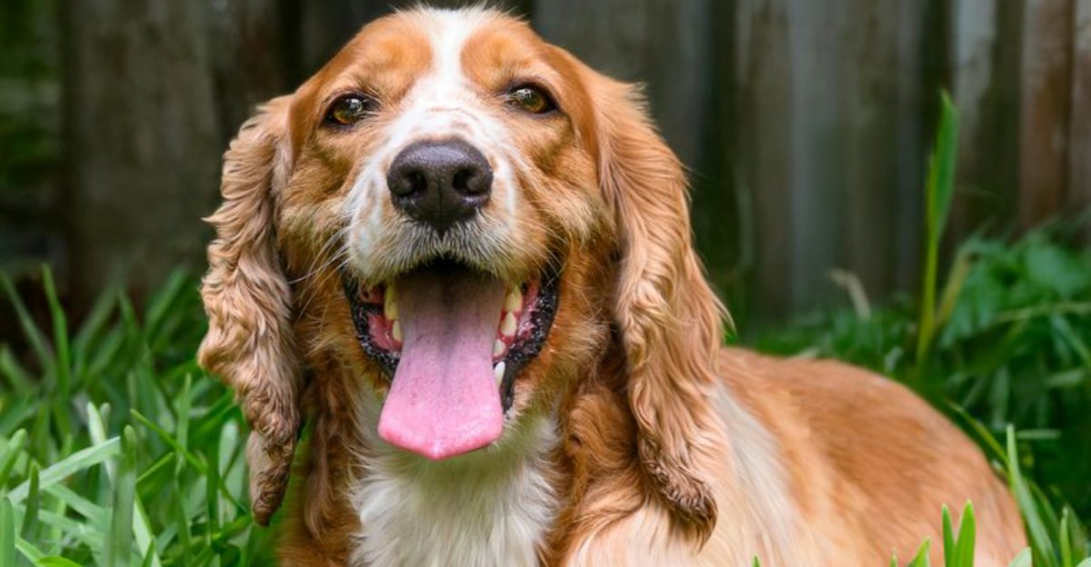 Grain-free discourse is back – 11 breeds that keep showing up in heart ...