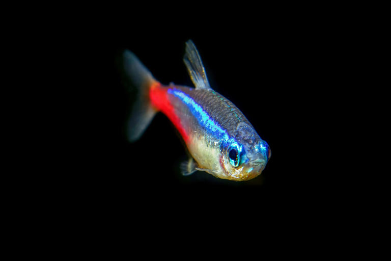 Aquarium fish aggression 2026: Here are 18 of the most and least ...