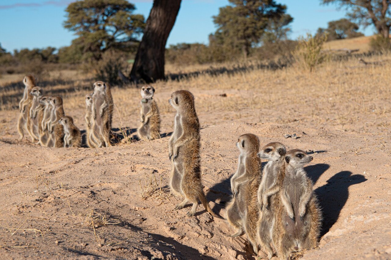 Meerkat sunning calls may act as 'vocal grooming' for social bonding