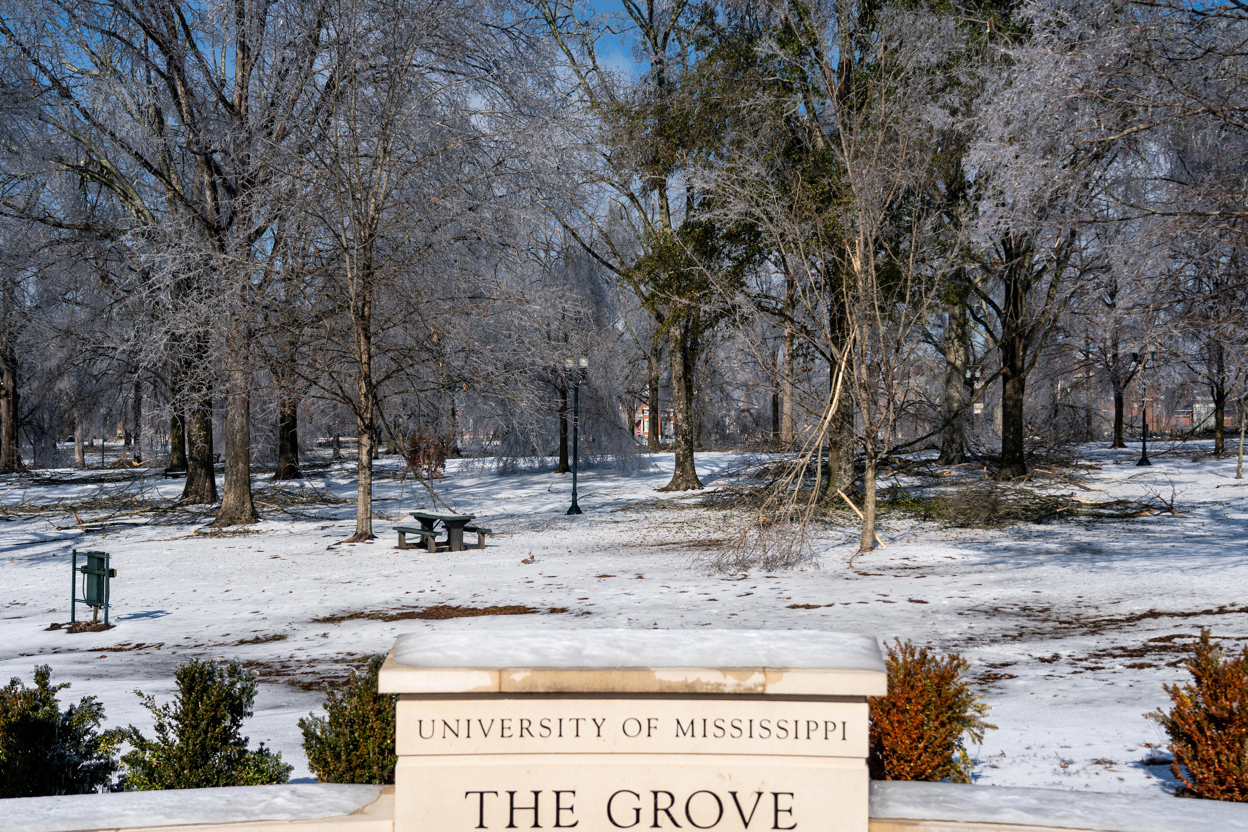 The Grove at Ole Miss damaged after ice storm hits Oxford. See photos
