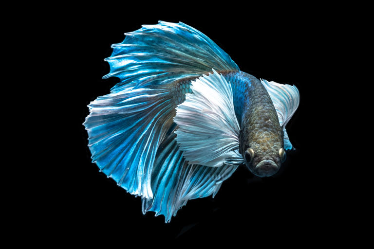 Aquarium fish aggression 2026: Here are 18 of the most and least ...
