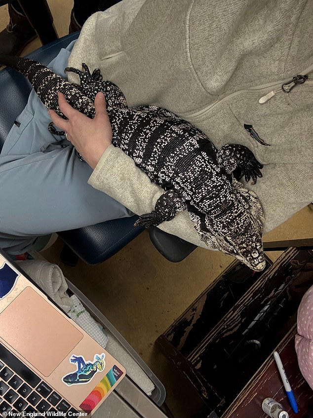 Rhode Island homeowner stunned to find exotic reptile under 20 inches ...