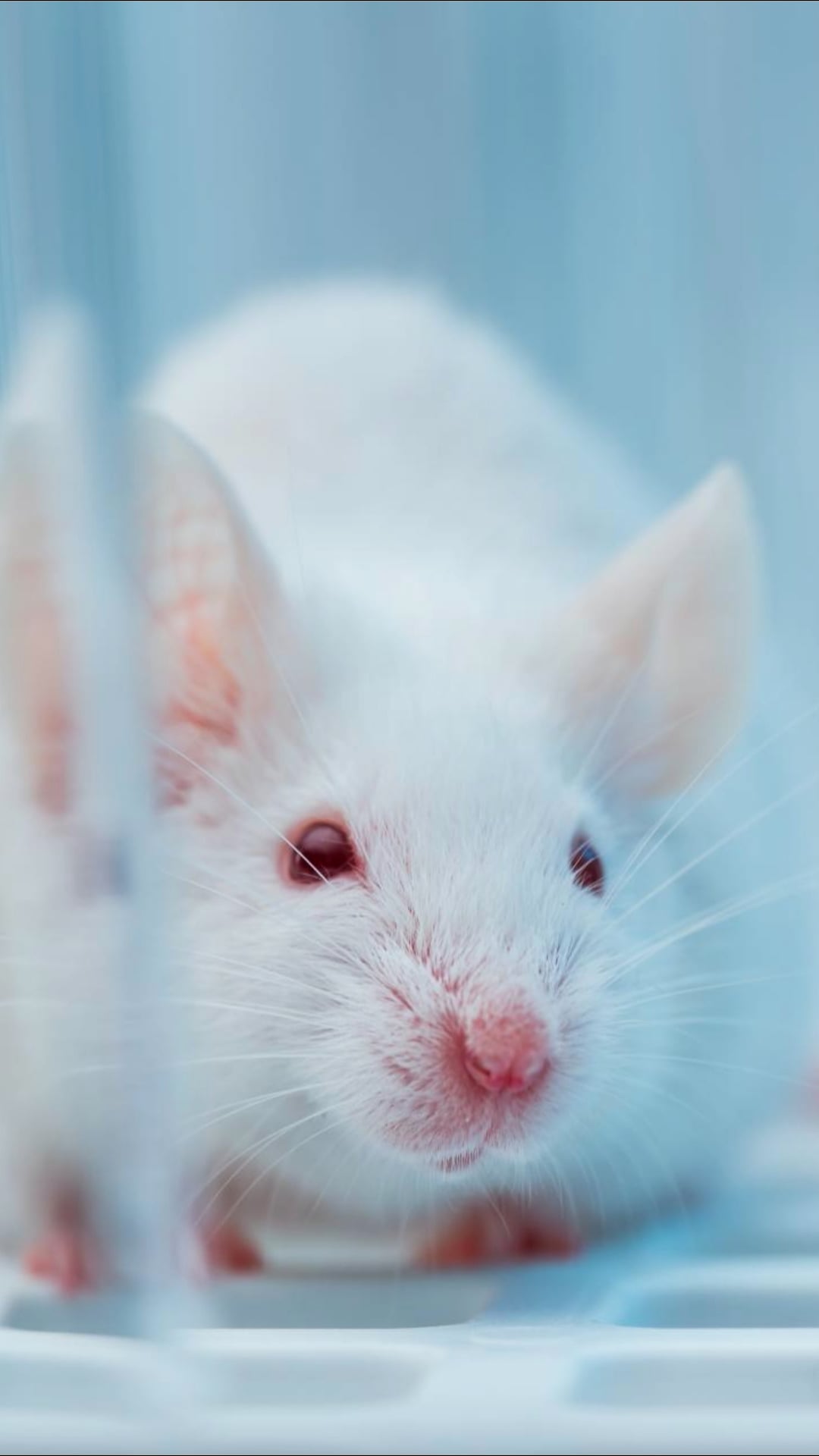 Spanish researchers cure pancreatic cancer in mice