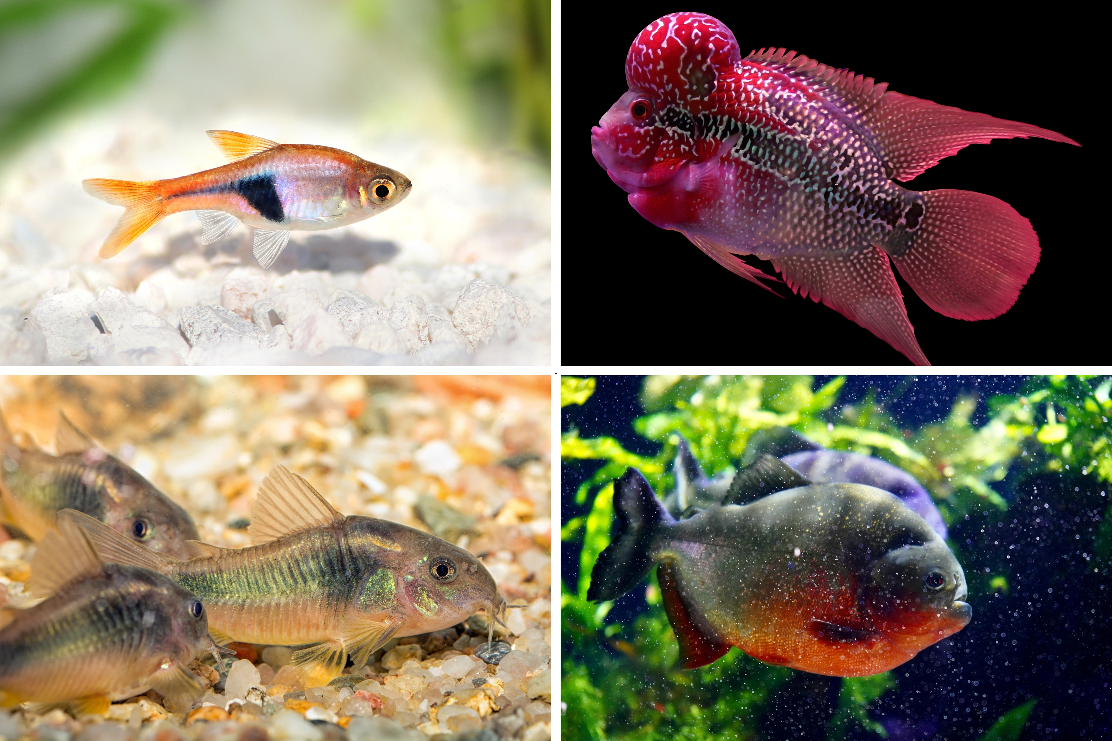 Aquarium fish aggression 2026: Here are 18 of the most and least ...