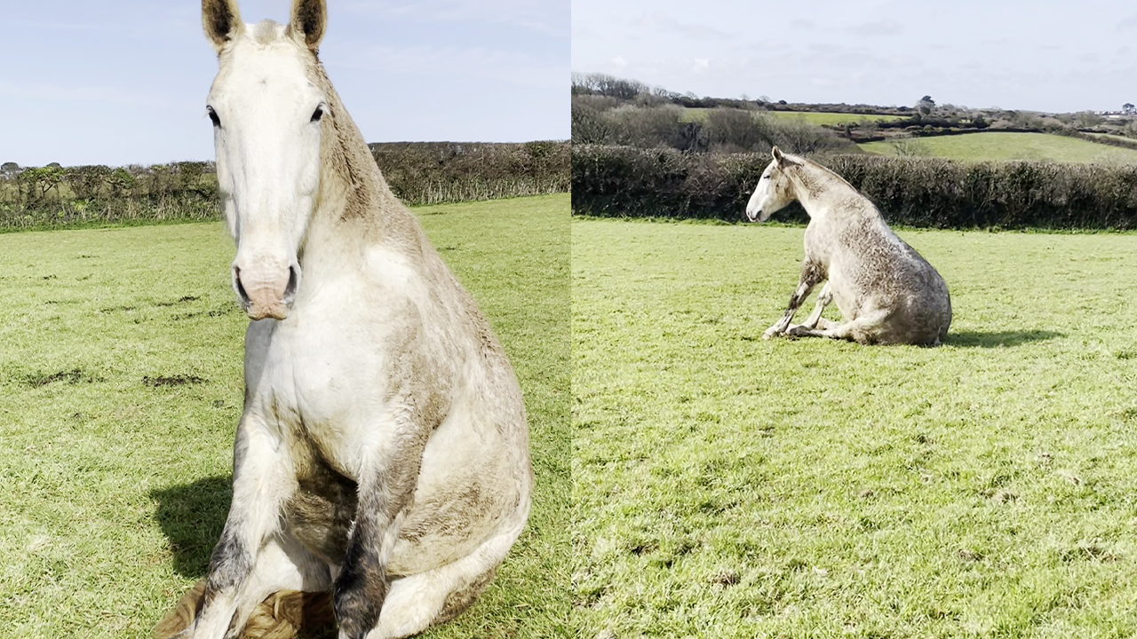 British woman's contagious laughter on seeing her horse sitting like a dog