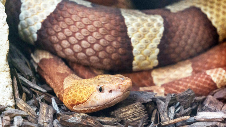 The places copperheads keep showing up that catch homeowners completely ...