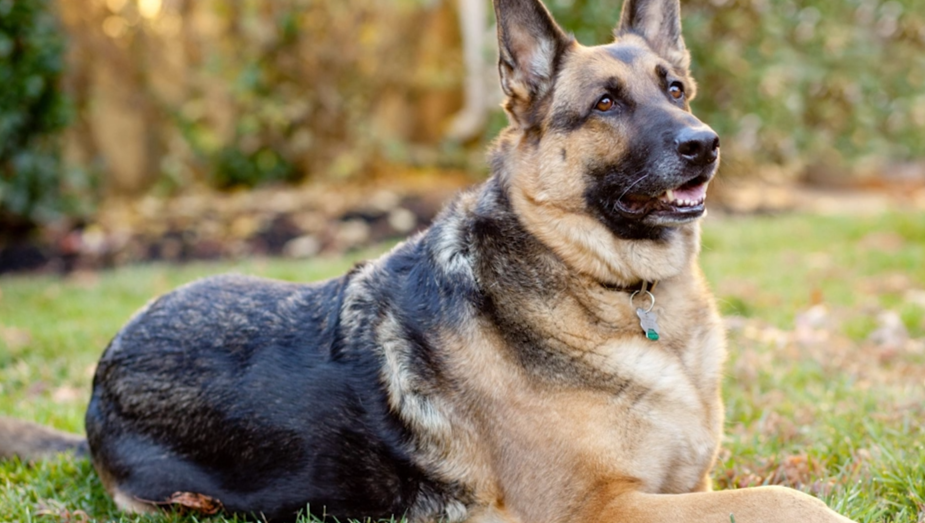 That dog wasn’t a messenger… it was a bomb