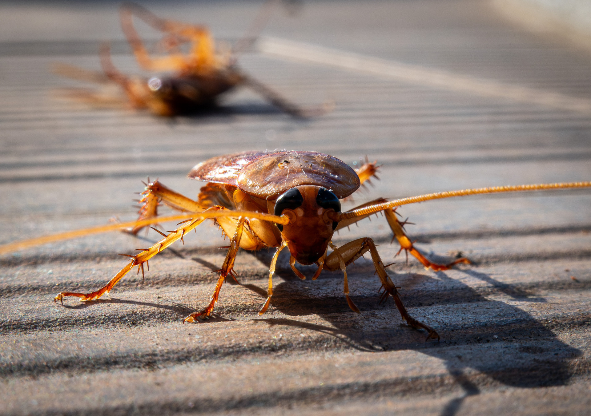 Why are cockroaches so hard to kill?