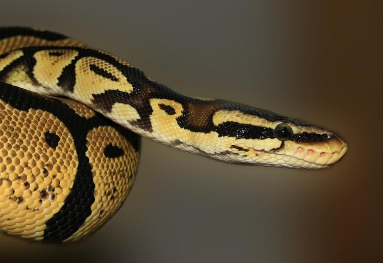 Un python s’échappe de son terrarium près de Toulouse, les pompiers ...