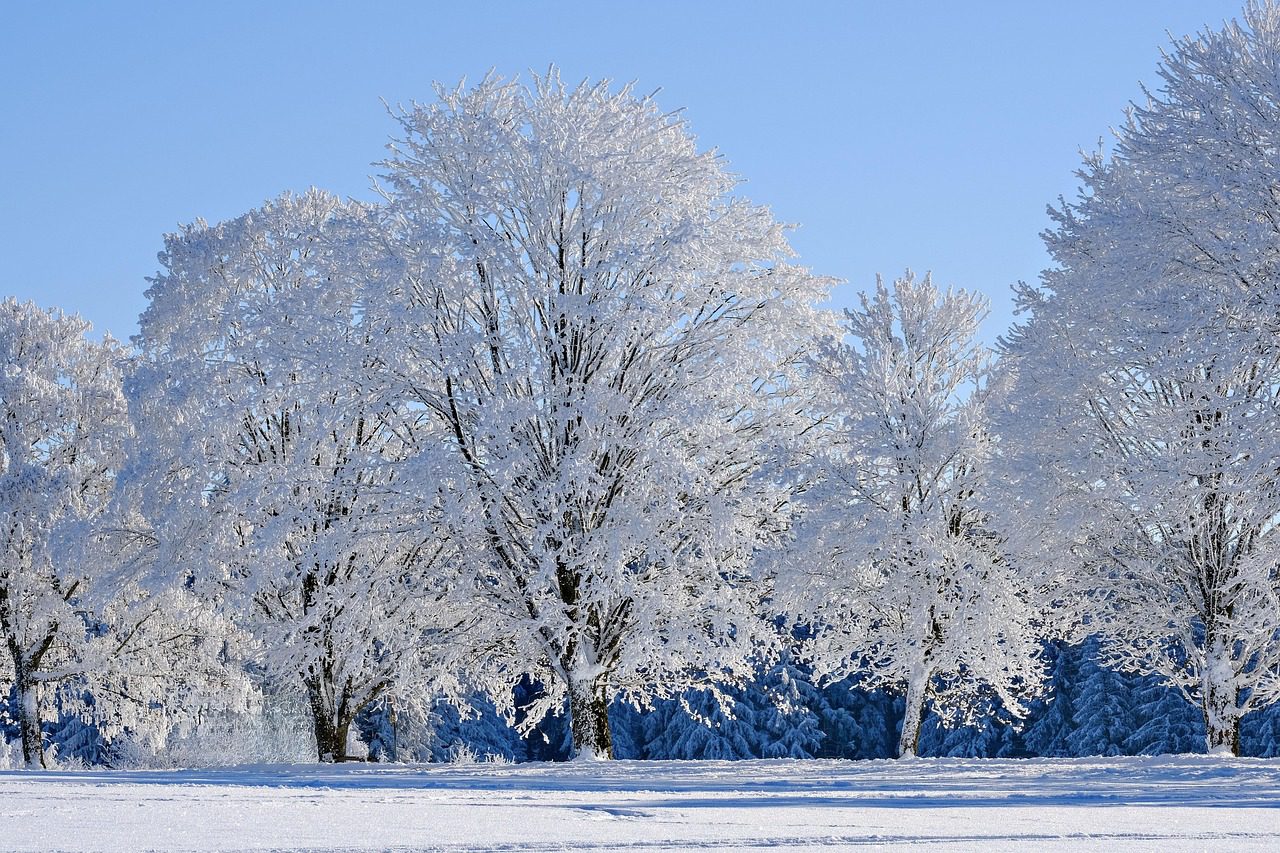 Do trees actually explode in freezing weather? An expert explains