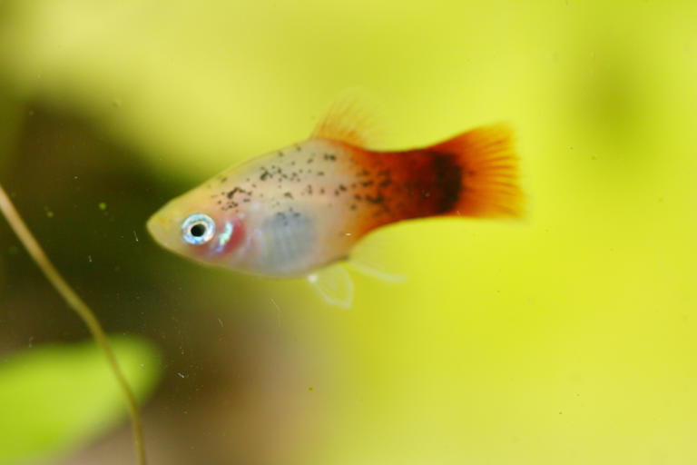 Aquarium fish aggression 2026: Here are 18 of the most and least ...