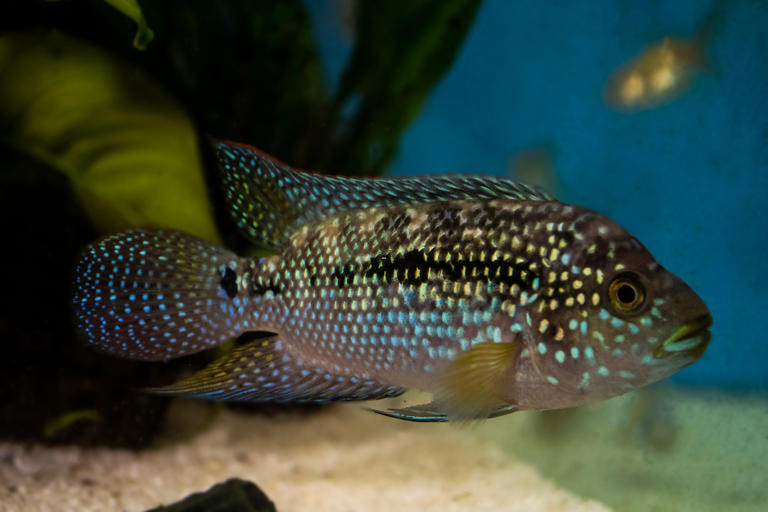 Aquarium fish aggression 2026: Here are 18 of the most and least ...
