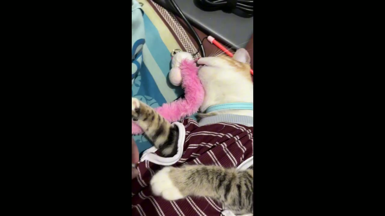 Cat hilariously plays dead while frozen mid-play in Bekasi, Java, Indonesia