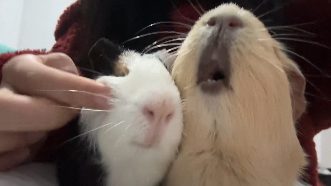 Guinea pig freezes mid-teeth gnash when owner touches its friend in ...