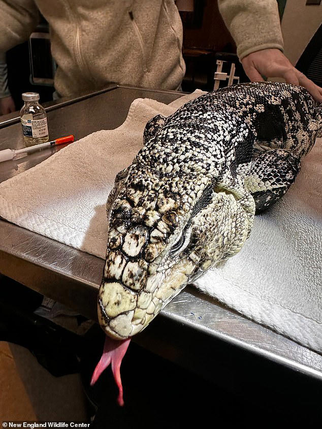 Rhode Island homeowner stunned to find exotic reptile under 20 inches ...