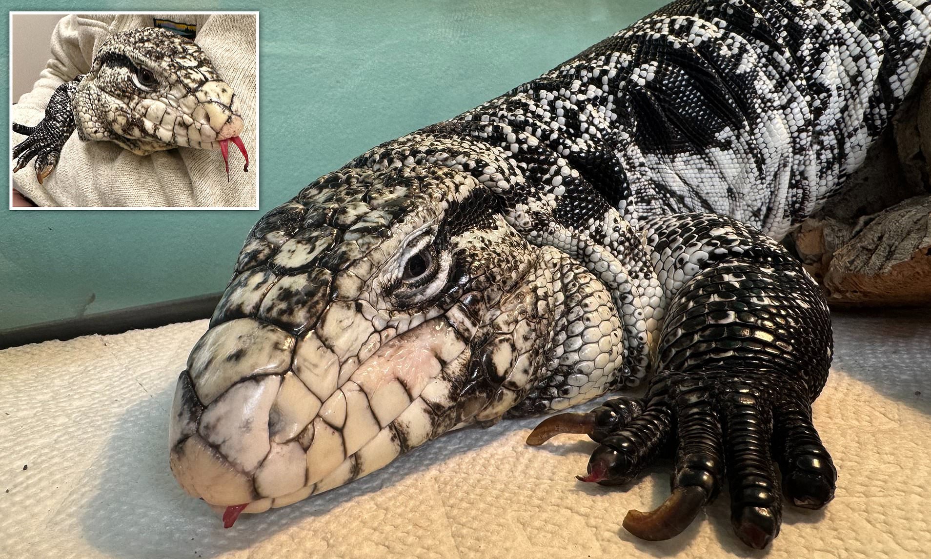Rhode Island homeowner stunned to find exotic reptile under 20 inches ...