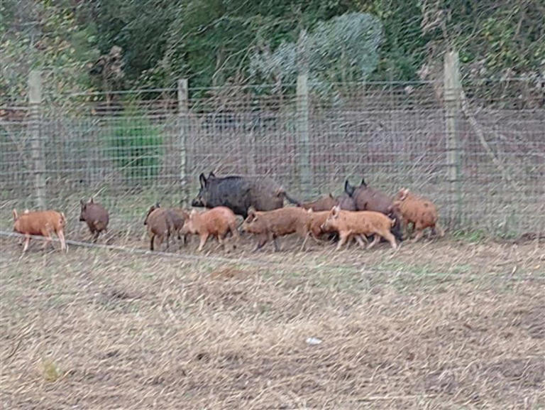 'Detrimental': Wild hogs ravaging farmers, stealing crops and causing ...