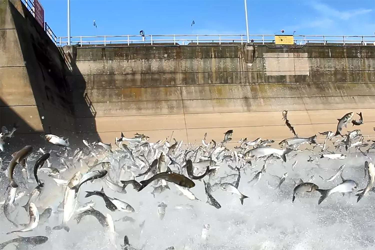 Kansas officials reveal what happened to the over 100,000 pounds of ...