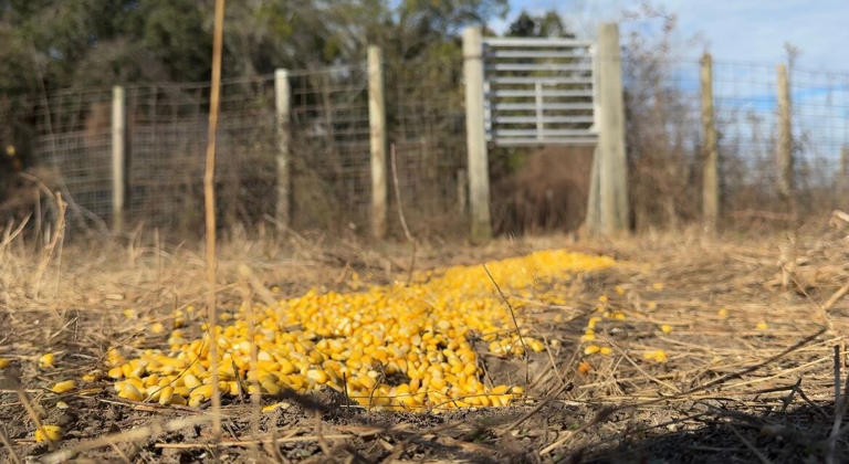 'Detrimental': Wild hogs ravaging farmers, stealing crops and causing ...