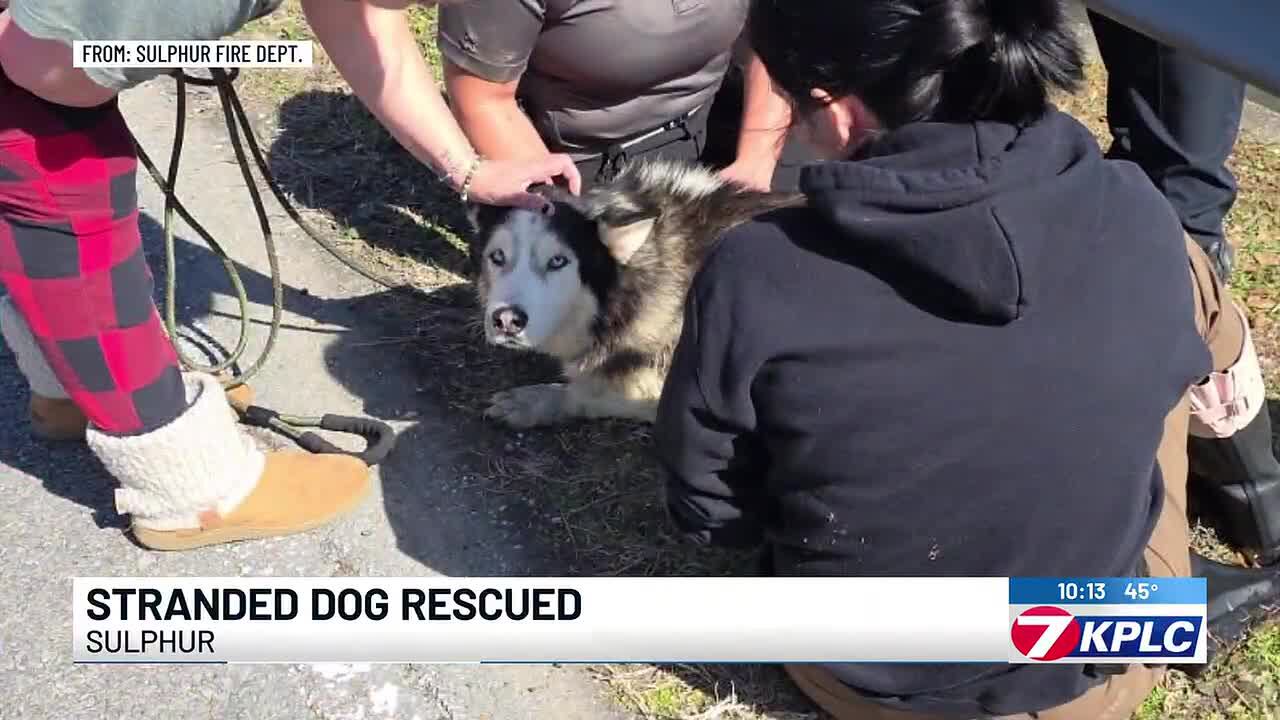 Photos: Sulphur first responders rescue dog stranded in canal