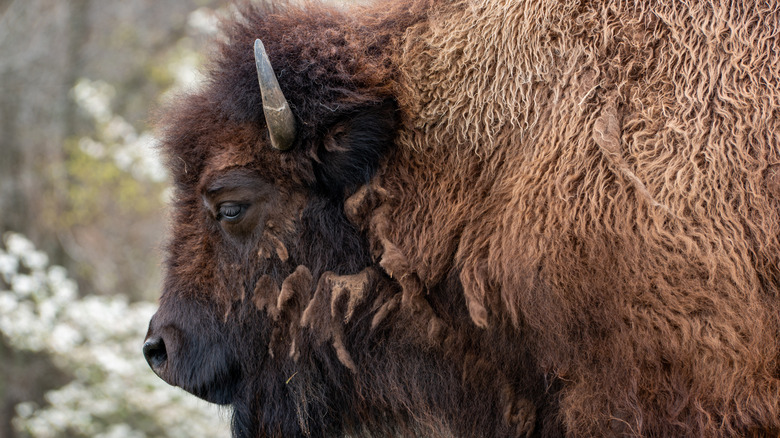 If bison are protected animals, how come we can eat them?