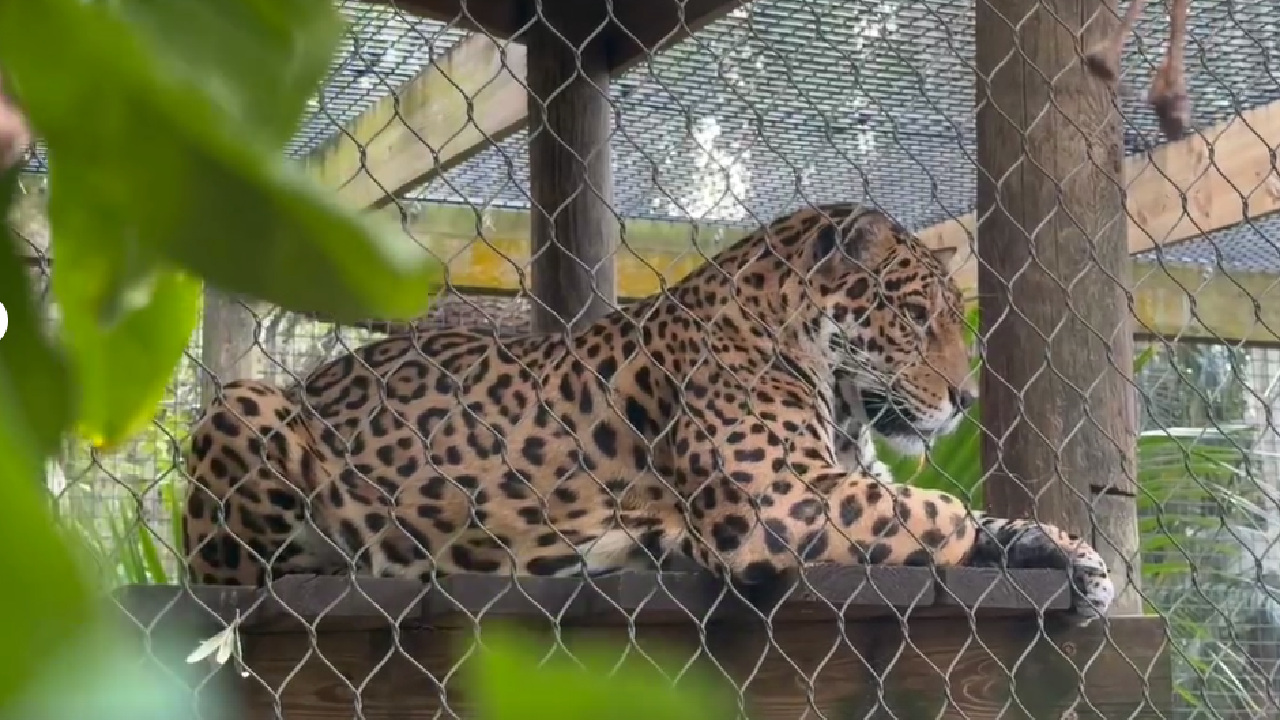 Winter readiness: How the Brevard Zoo protects native, exotic species ...