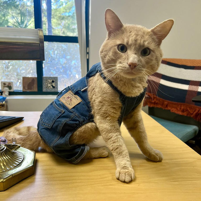 Resilient cat who survived coyote attack gets graduation party after ...