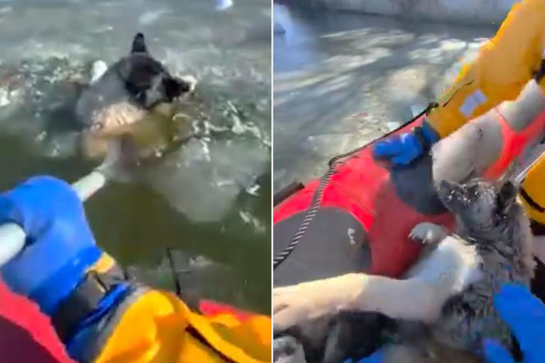Firefighters make dramatic split-second dog rescue in single-digit ...