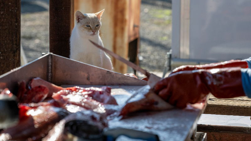 Watch as Ferrari Fisheries delivers fresh fish right to consumers in ...