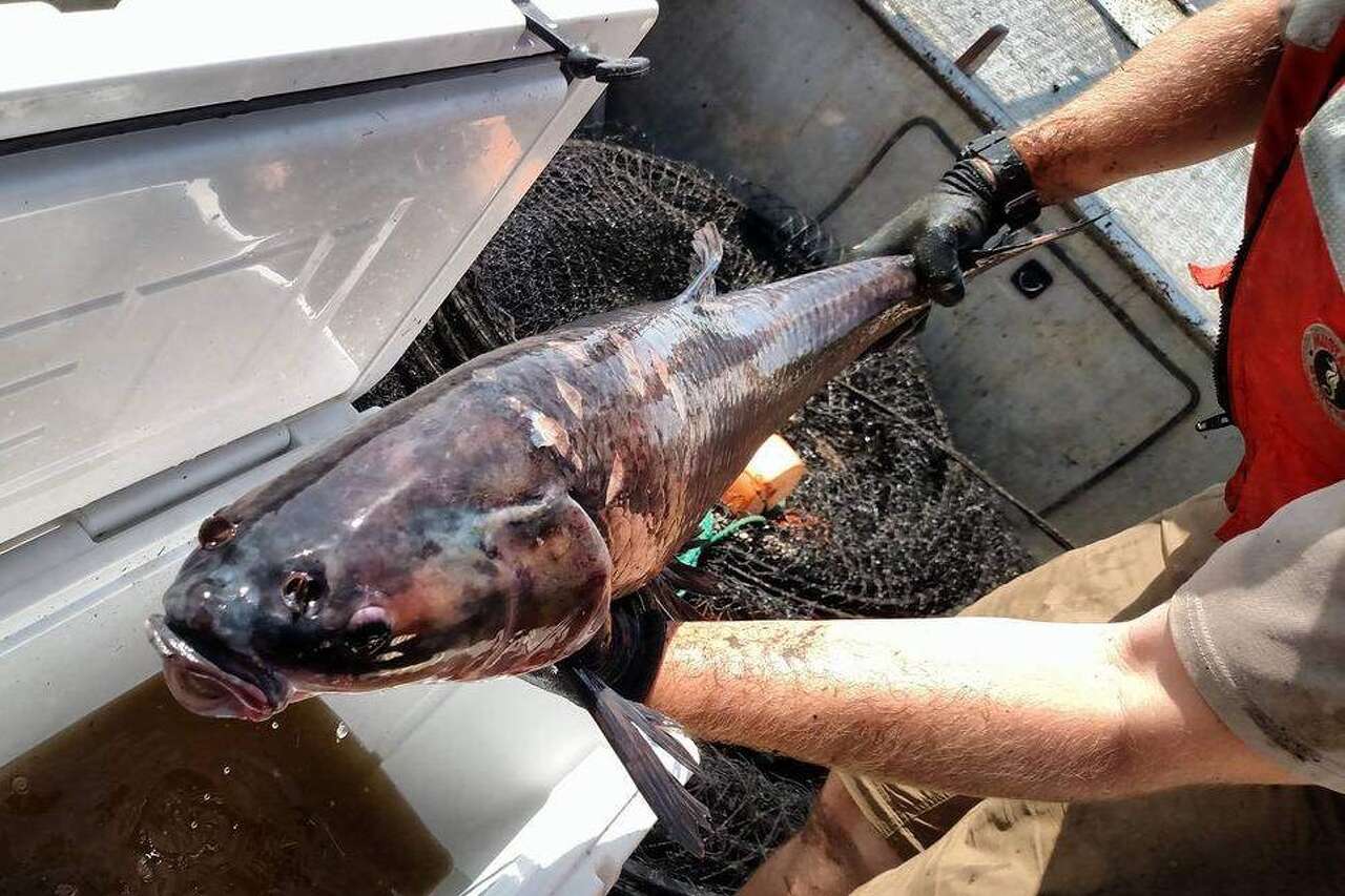 Texas will now pay anglers $100 to catch this invasive fish