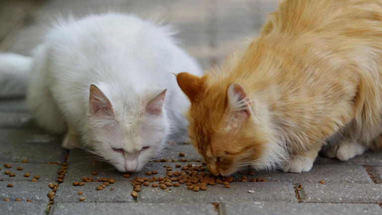 How High Can Your Cats IQ Really Be? What Experts Say About Feline ...