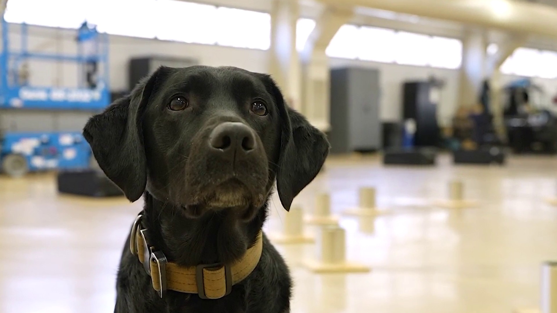 Paw Patrol: Meet the dogs training to work for the ATF