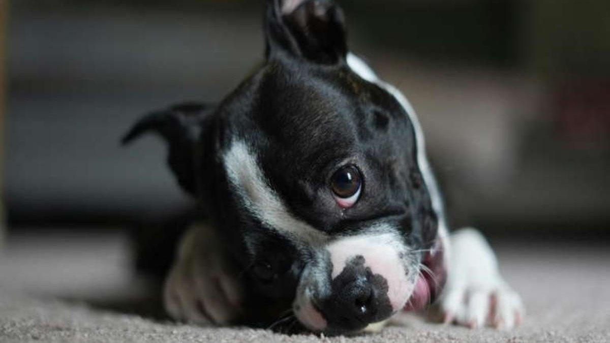 The body language dogs use when something is very wrong