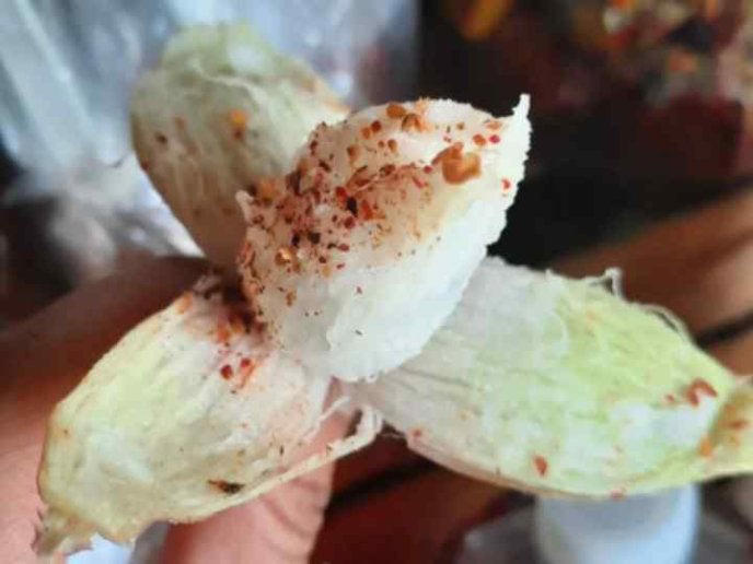 ¿qué Es El Cocuixtle Conoce Para Qué Sirve 