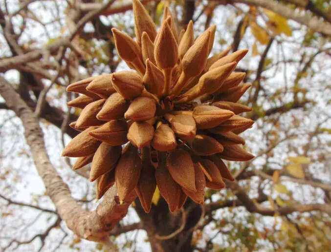 Mahua flowers: The tribal blossom sweetening forest cuisine