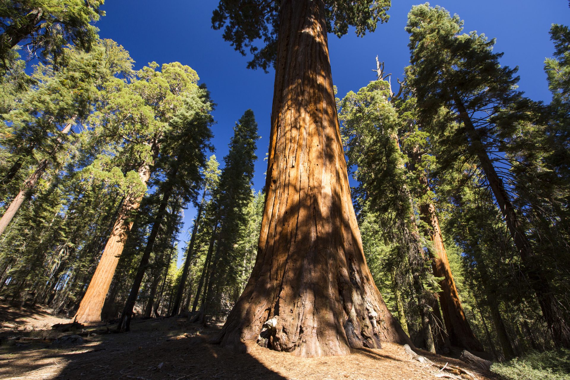 California Floristic Province, USA