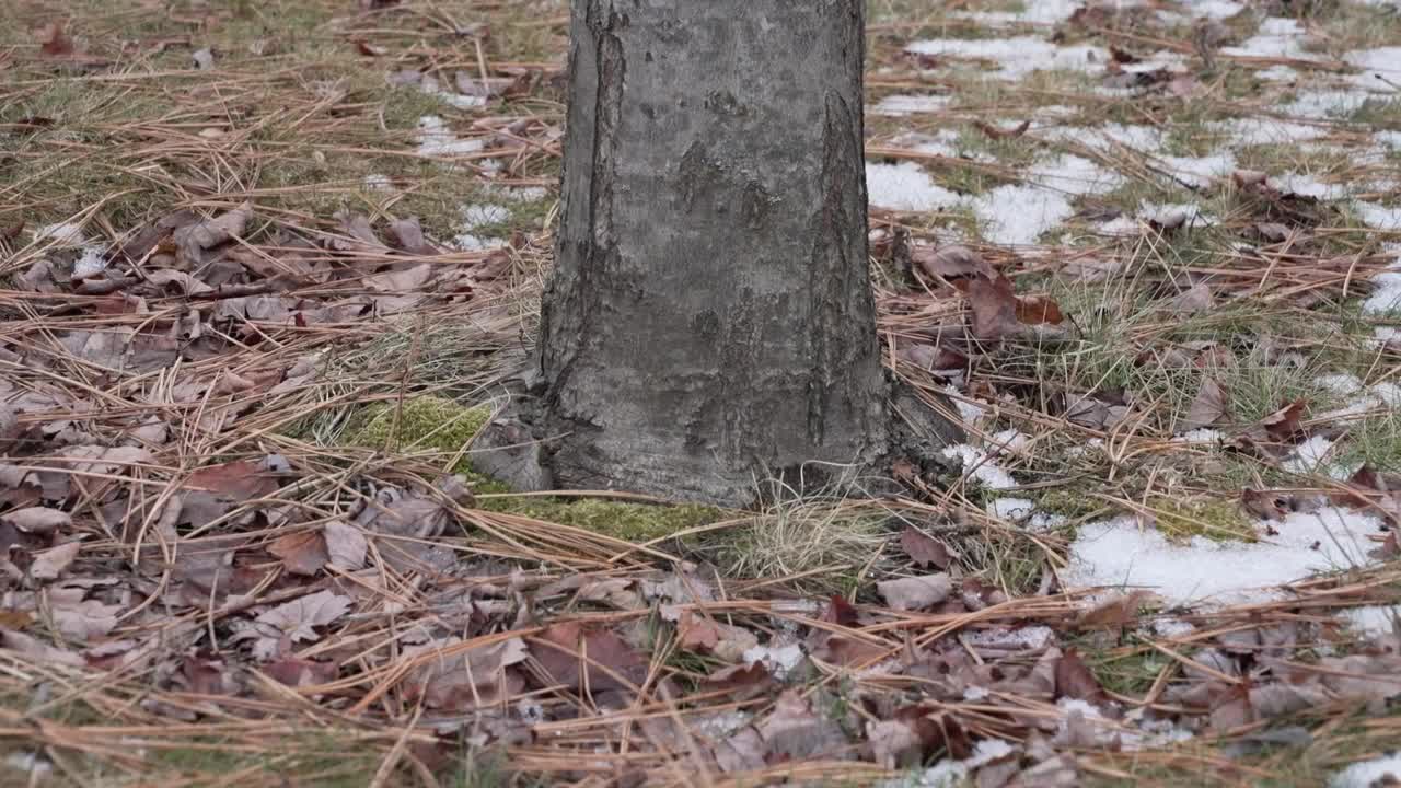 Warm winter weather affecting tree growth