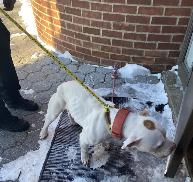New Haven Animal Shelter looking for man who allegedly abandoned dog