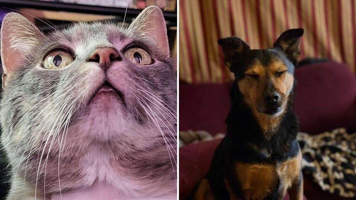 20 funny pets that have the most relatable expressions