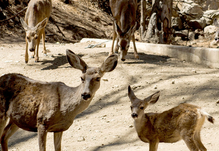 Using Professional Hunters To Shoot And Kill All The Deer On Catalina 