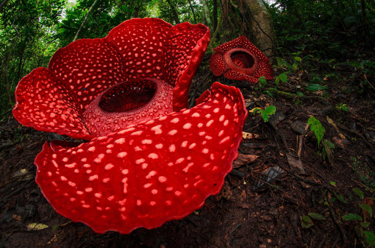 Ces 5 fleurs comptent parmi les plus rares de la Terre