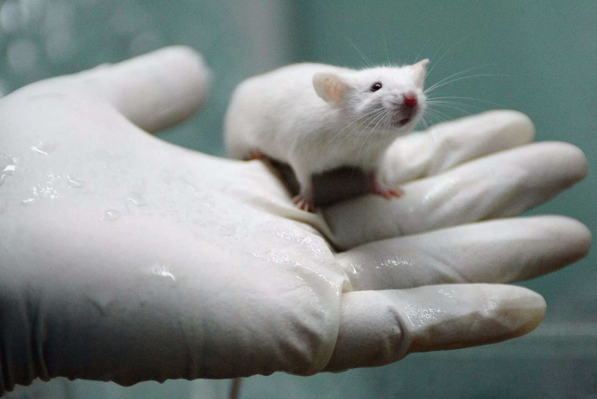 Pancreatic cancer cured in mice: What to know about the new triple ...