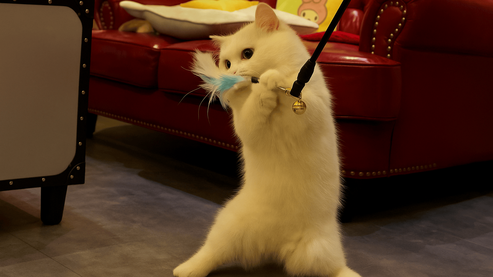 This cat takes playtime very seriously