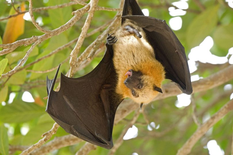 Everything we know about Nipah virus as 