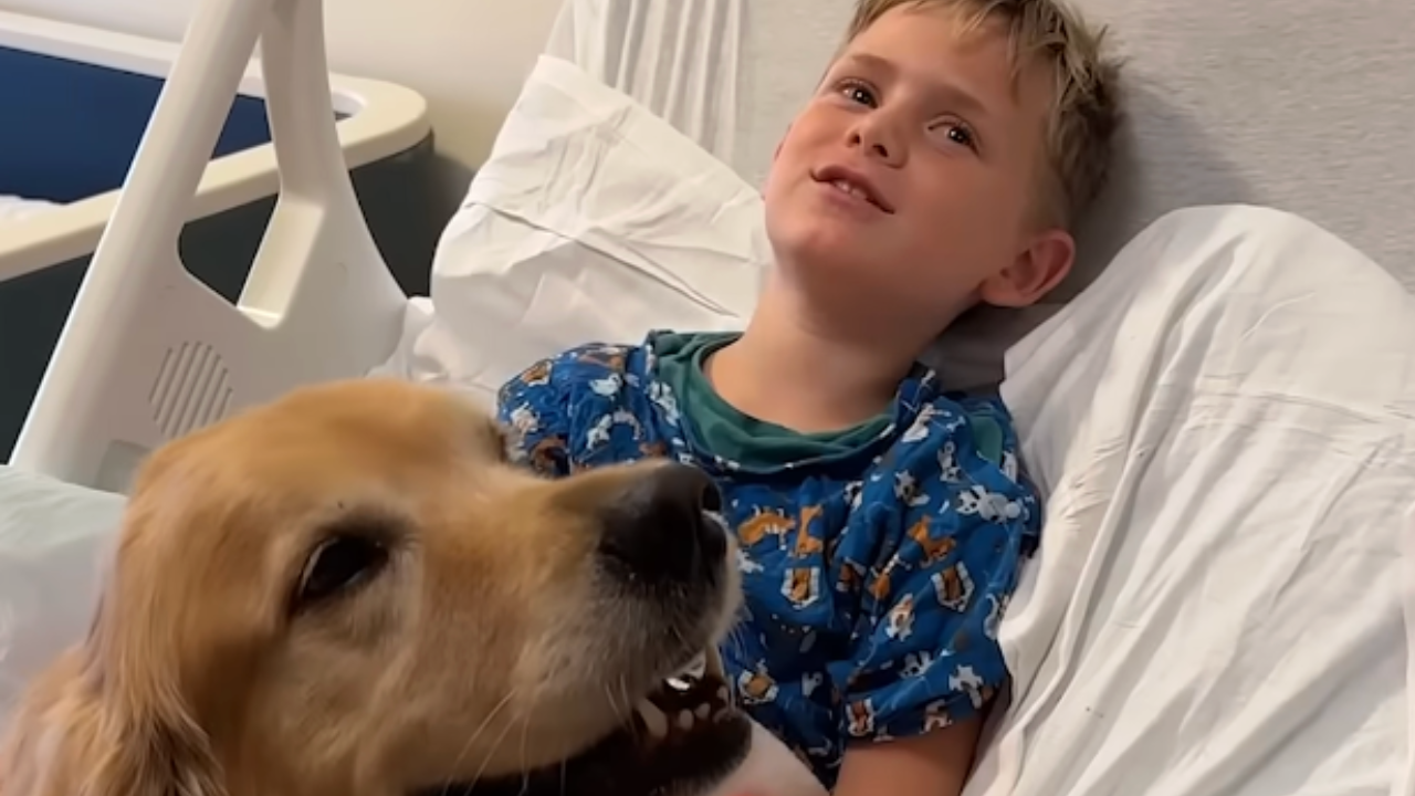 Bringing therapy dogs to the children’s hospital